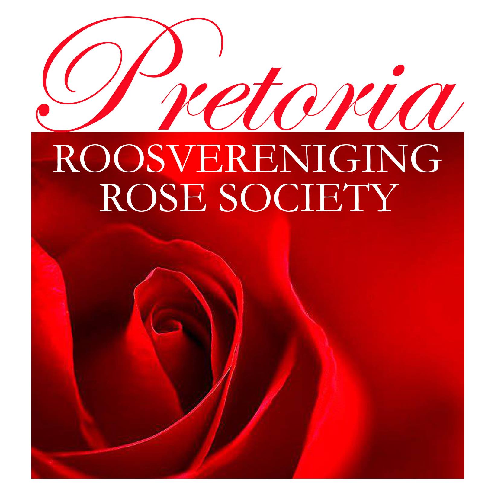Pretoria Rose Society – PRS pretoria-rose-society-prs-rosa-rose-society-sa
